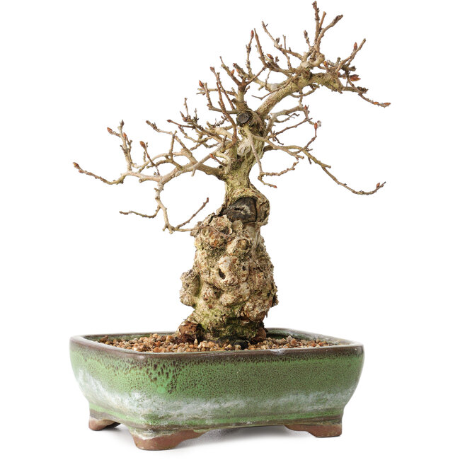 Carpinus coreana, 20 cm, ± 30 Jahre alt, mit einem Nebari von 5 cm