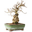 Carpinus coreana, 20 cm, ± 30 jaar oud, met een nebari van 5 cm