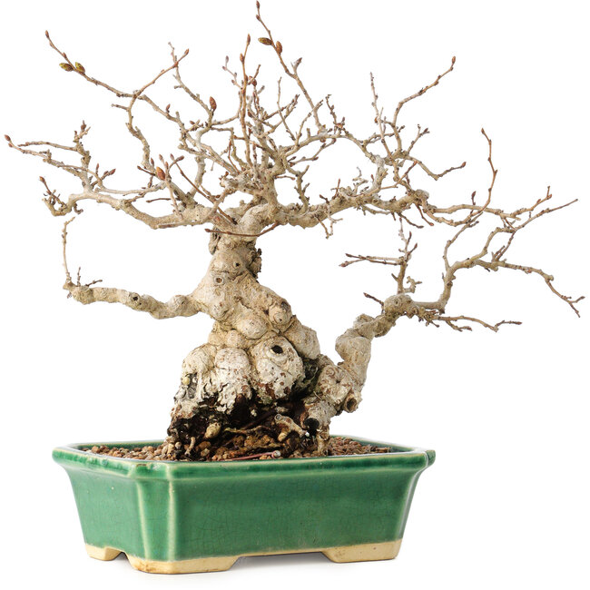 Carpinus coreana, 18 cm, ± 40 anni, con un nebari di 7,5 cm