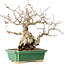 Carpinus coreana, 18 cm, ± 40 years old, with a nebari of 7,5 cm