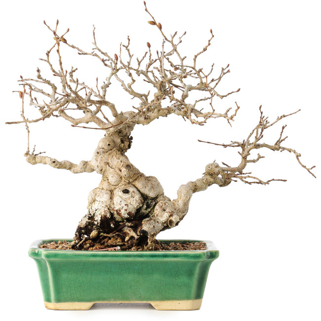 Carpinus coreana, 18 cm, ± 40 years old, with a nebari of 7,5 cm