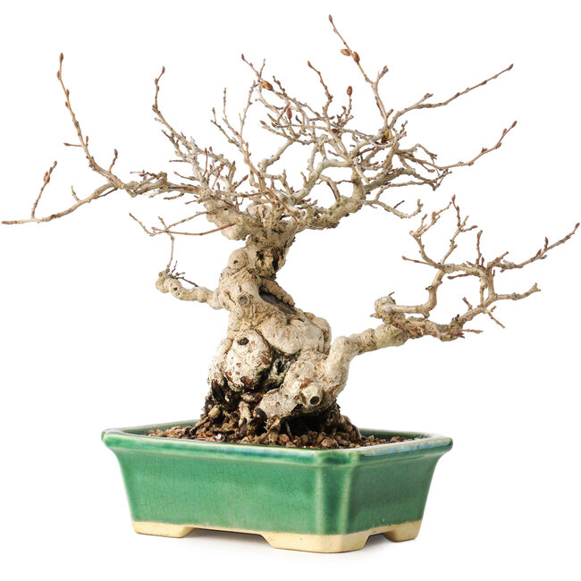 Carpinus coreana, 18 cm, ± 40 jaar oud, met een nebari van 7,5 cm