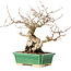 Carpinus coreana, 18 cm, ± 40 years old, with a nebari of 7,5 cm