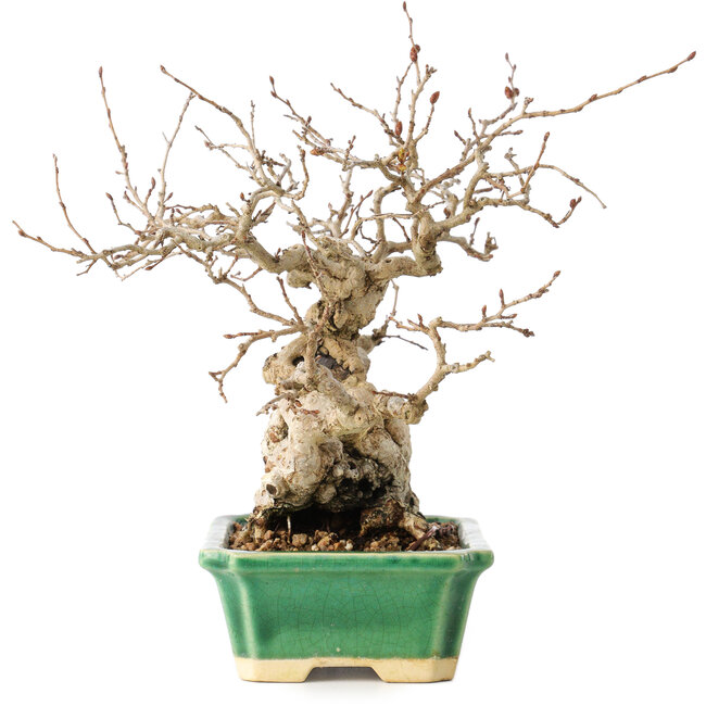 Carpinus coreana, 18 cm, ± 40 Jahre alt, mit einem Nebari von 7,5 cm