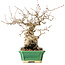 Carpinus coreana, 18 cm, ± 40 years old, with a nebari of 7,5 cm
