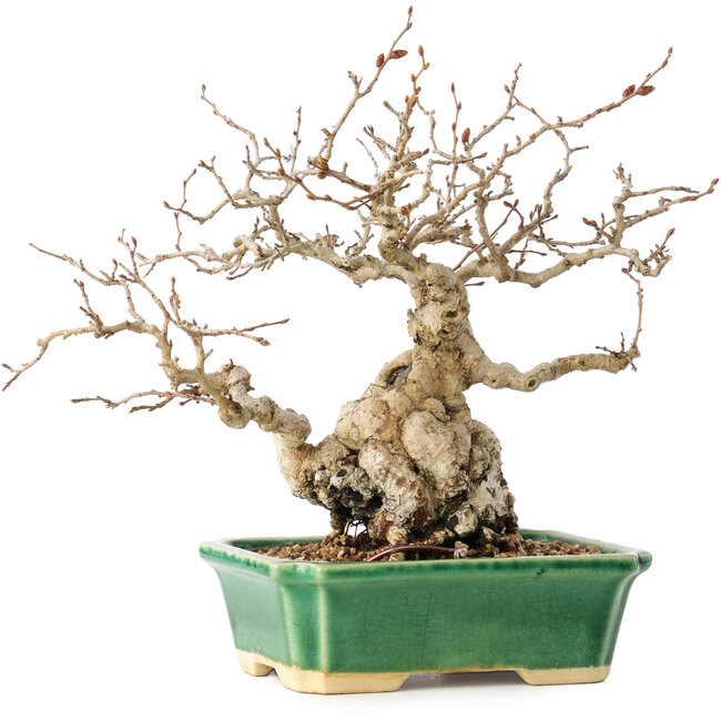 Carpinus coreana, 18 cm, ± 40 jaar oud, met een nebari van 7,5 cm