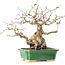 Carpinus coreana, 18 cm, ± 40 years old, with a nebari of 7,5 cm