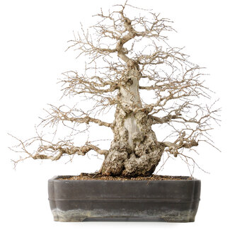 Carpinus coreana, 56 cm, ± 40 jaar oud