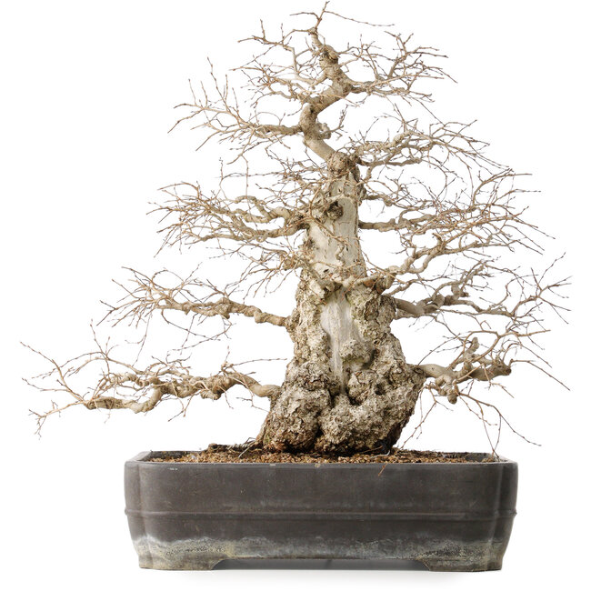 Carpinus coreana, 56 cm, ± 40 jaar oud, met een nebari van 24 cm