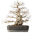 Carpinus coreana, 56 cm, ± 40 jaar oud, met een nebari van 24 cm