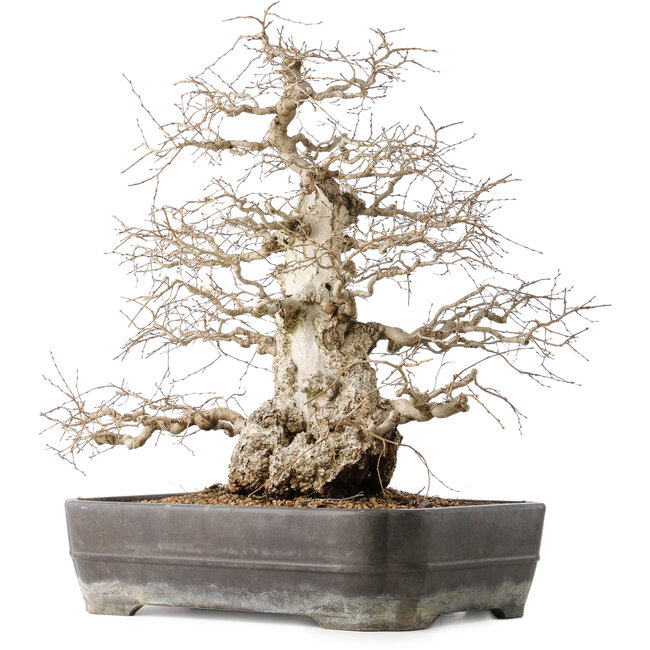 Carpinus coreana, 56 cm, ± 40 years old, with a nebari of 24 cm