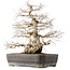 Carpinus coreana, 56 cm, ± 40 jaar oud, met een nebari van 24 cm