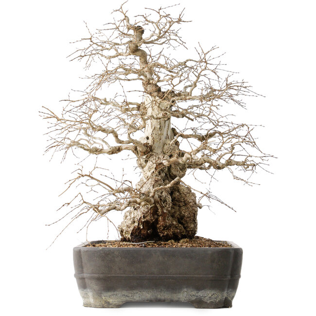 Carpinus coreana, 56 cm, ± 40 Jahre alt, mit einem Nebari von 24 cm