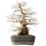 Carpinus coreana, 56 cm, ± 40 years old, with a nebari of 24 cm