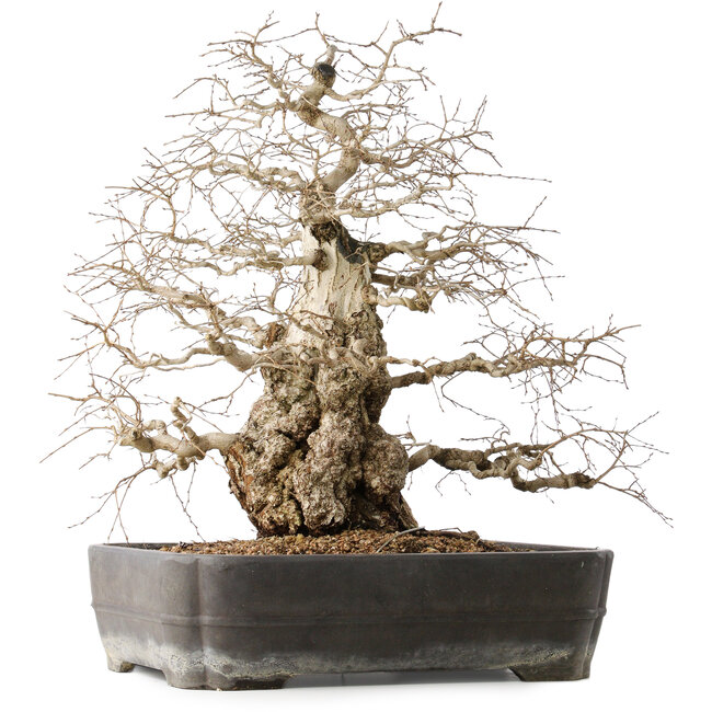 Carpinus coreana, 56 cm, ± 40 anni, con un nebari di 24 cm