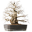Carpinus coreana, 56 cm, ± 40 years old, with a nebari of 24 cm