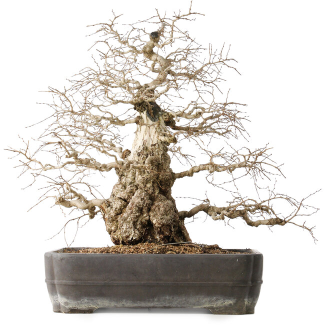 Carpinus coreana, 56 cm, ± 40 ans, avec un nebari de 24 cm