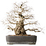 Carpinus coreana, 56 cm, ± 40 jaar oud, met een nebari van 24 cm