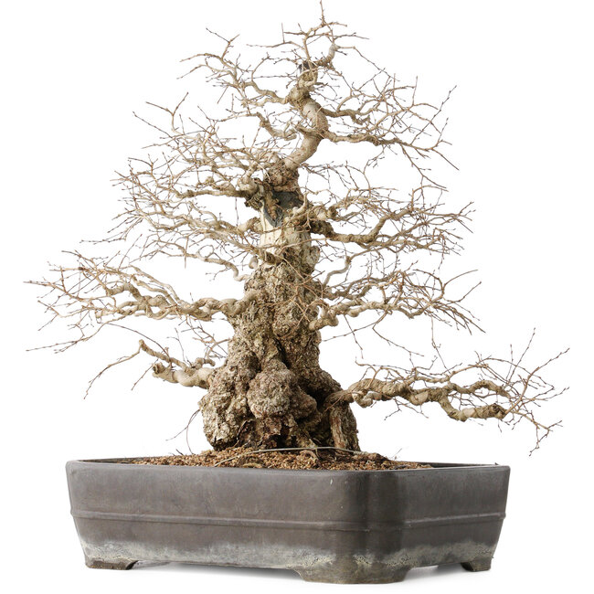 Carpinus coreana, 56 cm, ± 40 years old, with a nebari of 24 cm