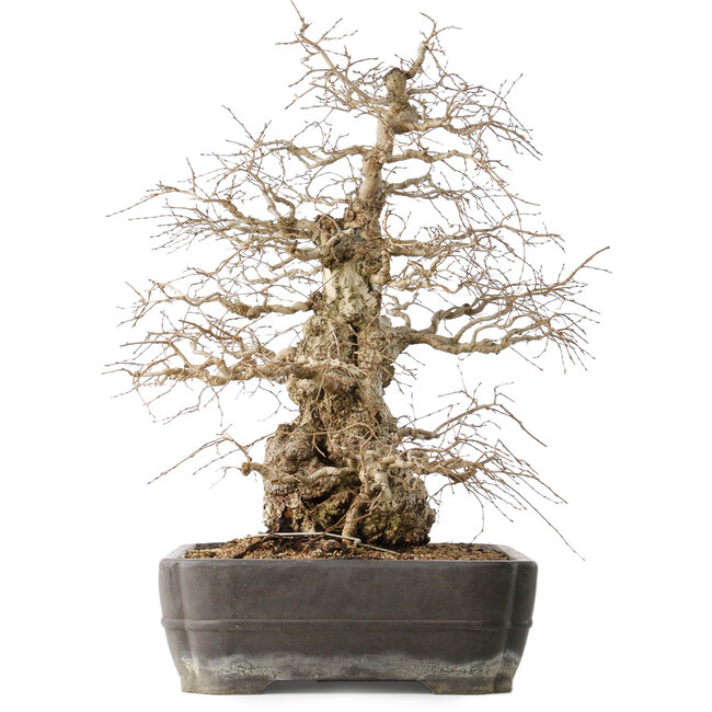 Carpinus coreana, 56 cm, ± 40 ans, avec un nebari de 24 cm