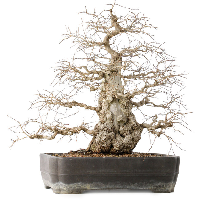 Carpinus coreana, 56 cm, ± 40 jaar oud, met een nebari van 24 cm