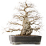 Carpinus coreana, 56 cm, ± 40 years old, with a nebari of 24 cm