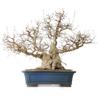 Carpinus coreana, 50 cm, ± 40 jaar oud