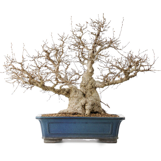 Carpinus coreana, 50 cm, ± 40 jaar oud, met een nebari van 26 cm