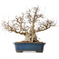 Carpinus coreana, 50 cm, ± 40 jaar oud, met een nebari van 26 cm