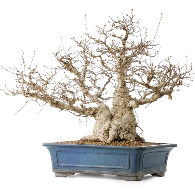 Carpinus coreana, 50 cm, ± 40 ans, avec un nebari de 26 cm