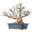 Carpinus coreana, 50 cm, ± 40 jaar oud, met een nebari van 26 cm
