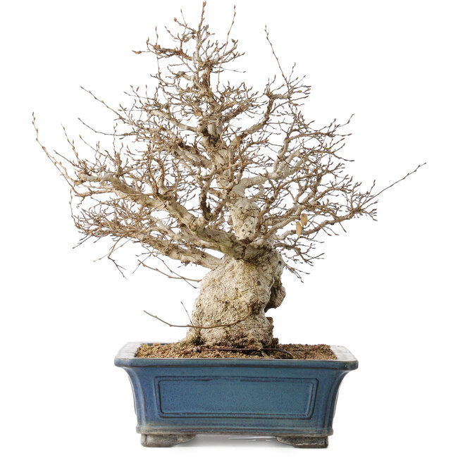 Carpinus coreana, 50 cm, ± 40 years old, with a nebari of 26 cm