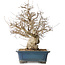 Carpinus coreana, 50 cm, ± 40 ans, avec un nebari de 26 cm