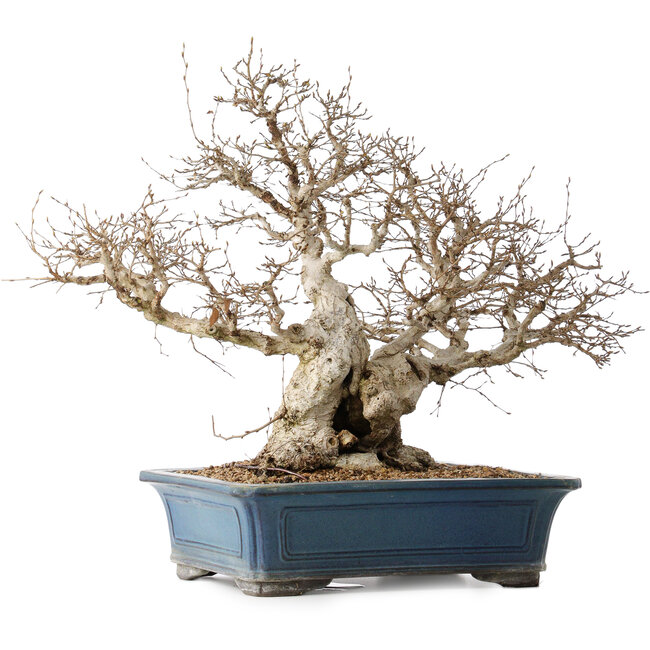 Carpinus coreana, 50 cm, ± 40 ans, avec un nebari de 26 cm