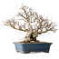 Carpinus coreana, 50 cm, ± 40 ans, avec un nebari de 26 cm
