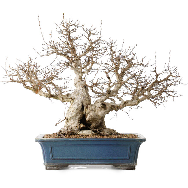 Carpinus coreana, 50 cm, ± 40 ans, avec un nebari de 26 cm