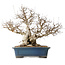 Carpinus coreana, 50 cm, ± 40 ans, avec un nebari de 26 cm