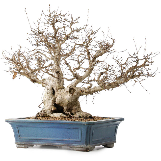 Carpinus coreana, 50 cm, ± 40 years old, with a nebari of 26 cm