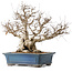 Carpinus coreana, 50 cm, ± 40 anni, con un nebari di 26 cm