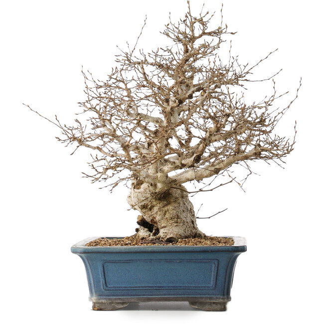 Carpinus coreana, 50 cm, ± 40 jaar oud, met een nebari van 26 cm
