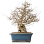 Carpinus coreana, 50 cm, ± 40 jaar oud, met een nebari van 26 cm