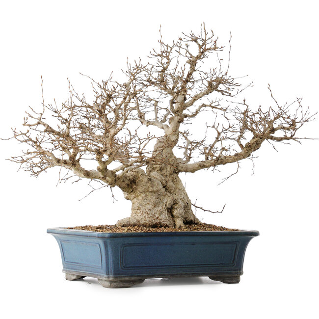 Carpinus coreana, 50 cm, ± 40 ans, avec un nebari de 26 cm