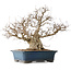 Carpinus coreana, 50 cm, ± 40 ans, avec un nebari de 26 cm