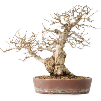 Carpinus coreana, 30 cm, ± 40 jaar oud