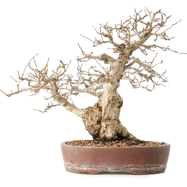 Carpinus coreana, 30 cm, ± 40 anni