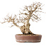 Carpinus coreana, 30 cm, ± 40 anni