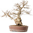 Carpinus coreana, 30 cm, ± 40 anni