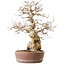 Carpinus coreana, 30 cm, ± 40 years old
