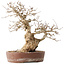 Carpinus coreana, 30 cm, ± 40 years old