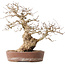 Carpinus coreana, 30 cm, ± 40 years old